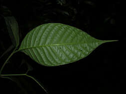 Palicourea acuminata (Benth.) Borhidi resmi