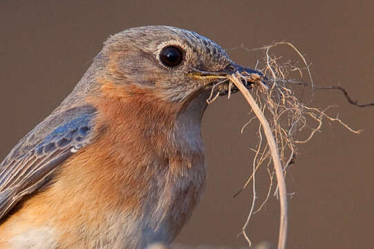 Image of Eastern Bluebird