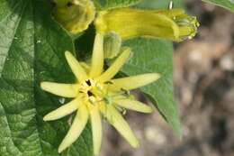 Image of citrus-yellow passion flower