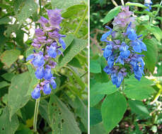 Image of Salvia mocinoi Benth.