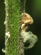 Image of Two-striped Planthopper