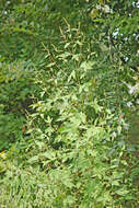 Image of great ragweed