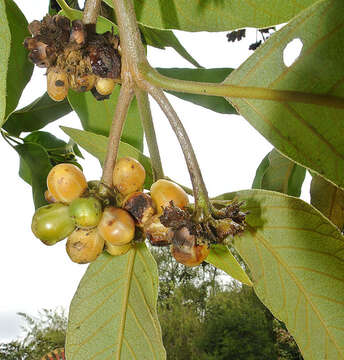 Image of Aegiphila ferruginea Hayek & Spruce