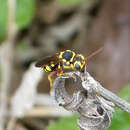 Nomada cubensis Cresson 1865 resmi