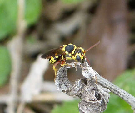 Image of Nomada cubensis Cresson 1865