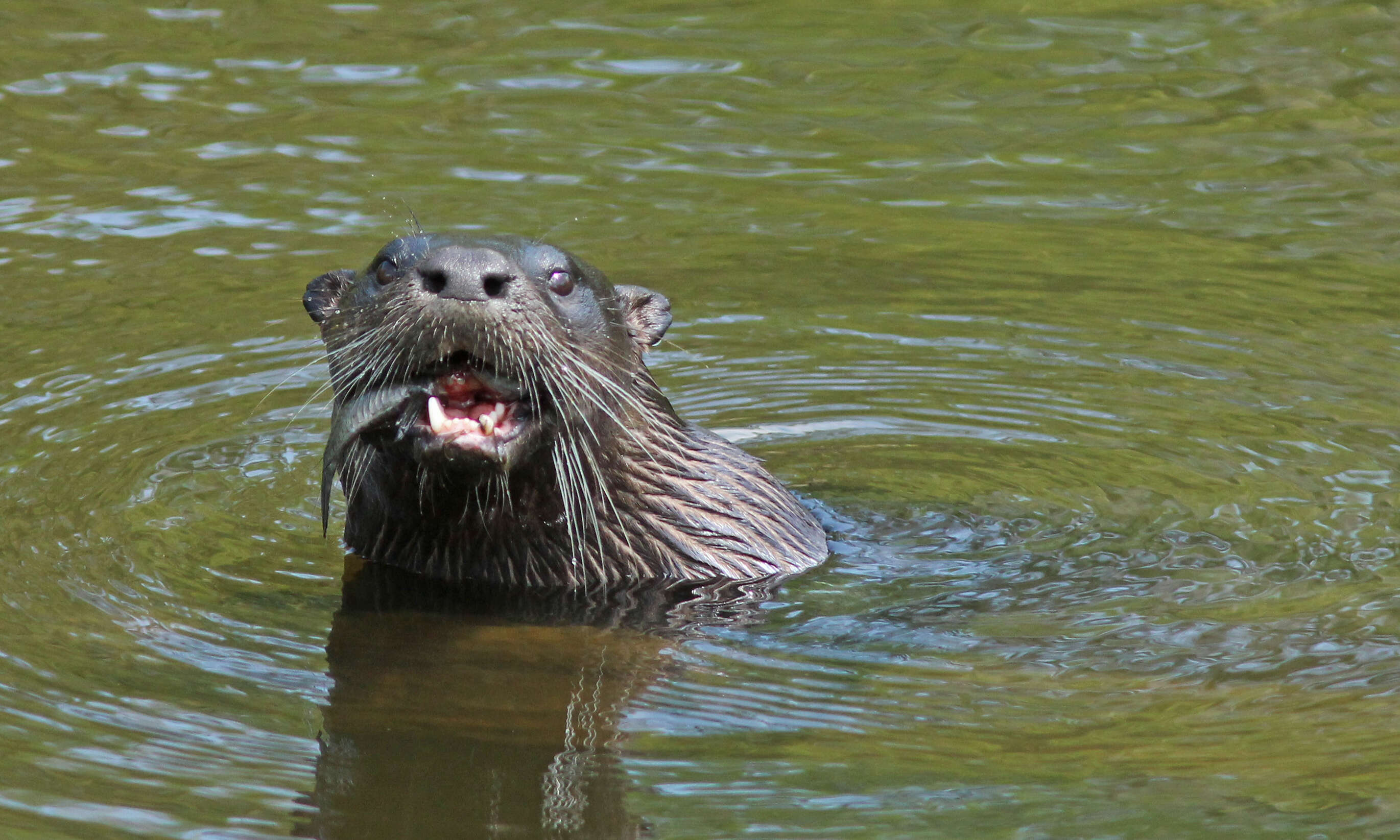 Image of Otter sp.