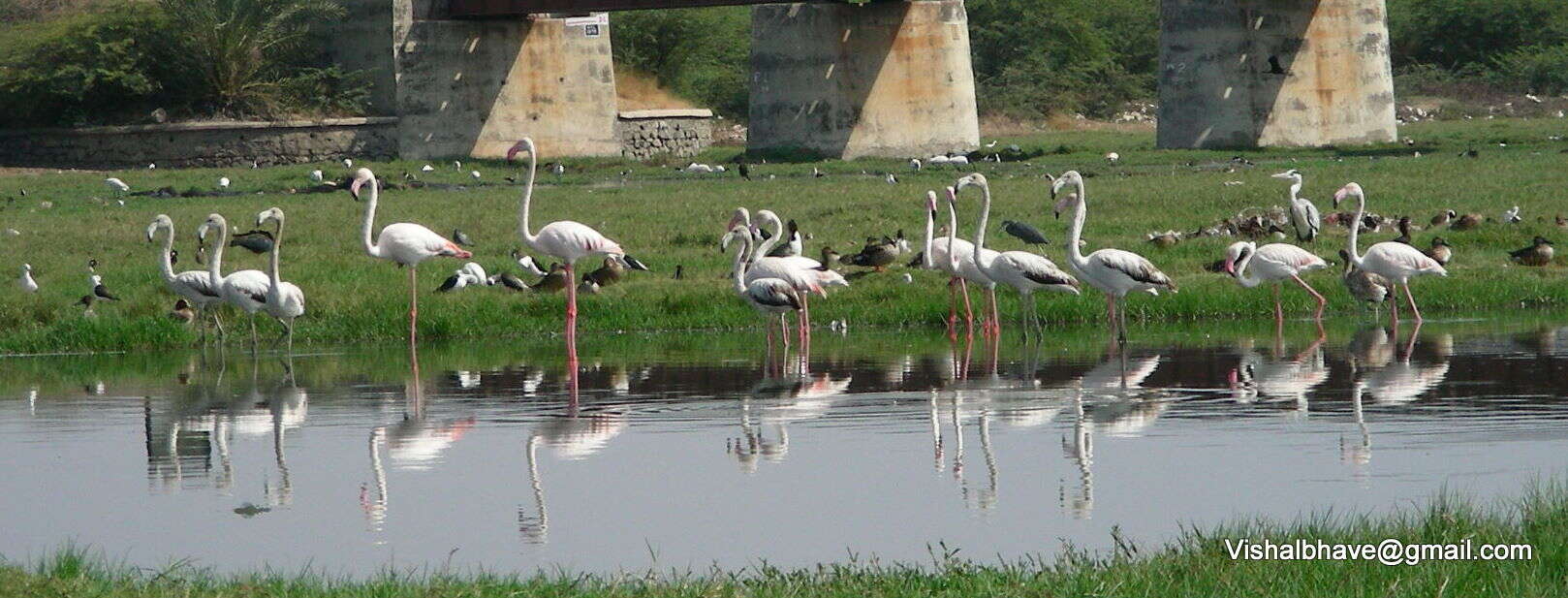 Imagem de Phoenicopterus Linnaeus 1758