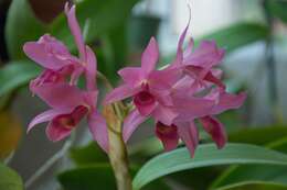 Image de Guarianthe laelioides (Lem.) Van den Berg