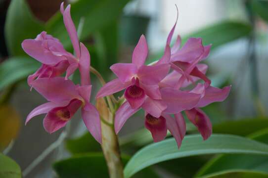 Image of Guarianthe laelioides (Lem.) Van den Berg