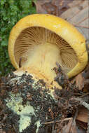 Image of Cortinarius meinhardii Bon 1986