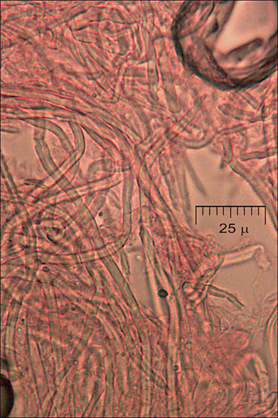 Image of Daedaleopsis