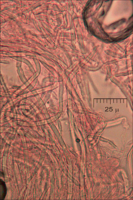 Image of Daedaleopsis confragosa (Bolton) J. Schröt. 1888