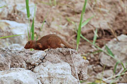 Image of Dwarf mongooses