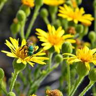 Image of goldenaster