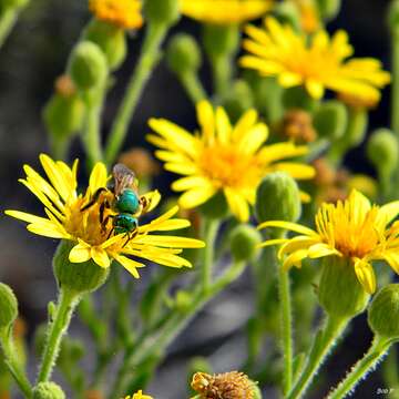 Image of goldenaster