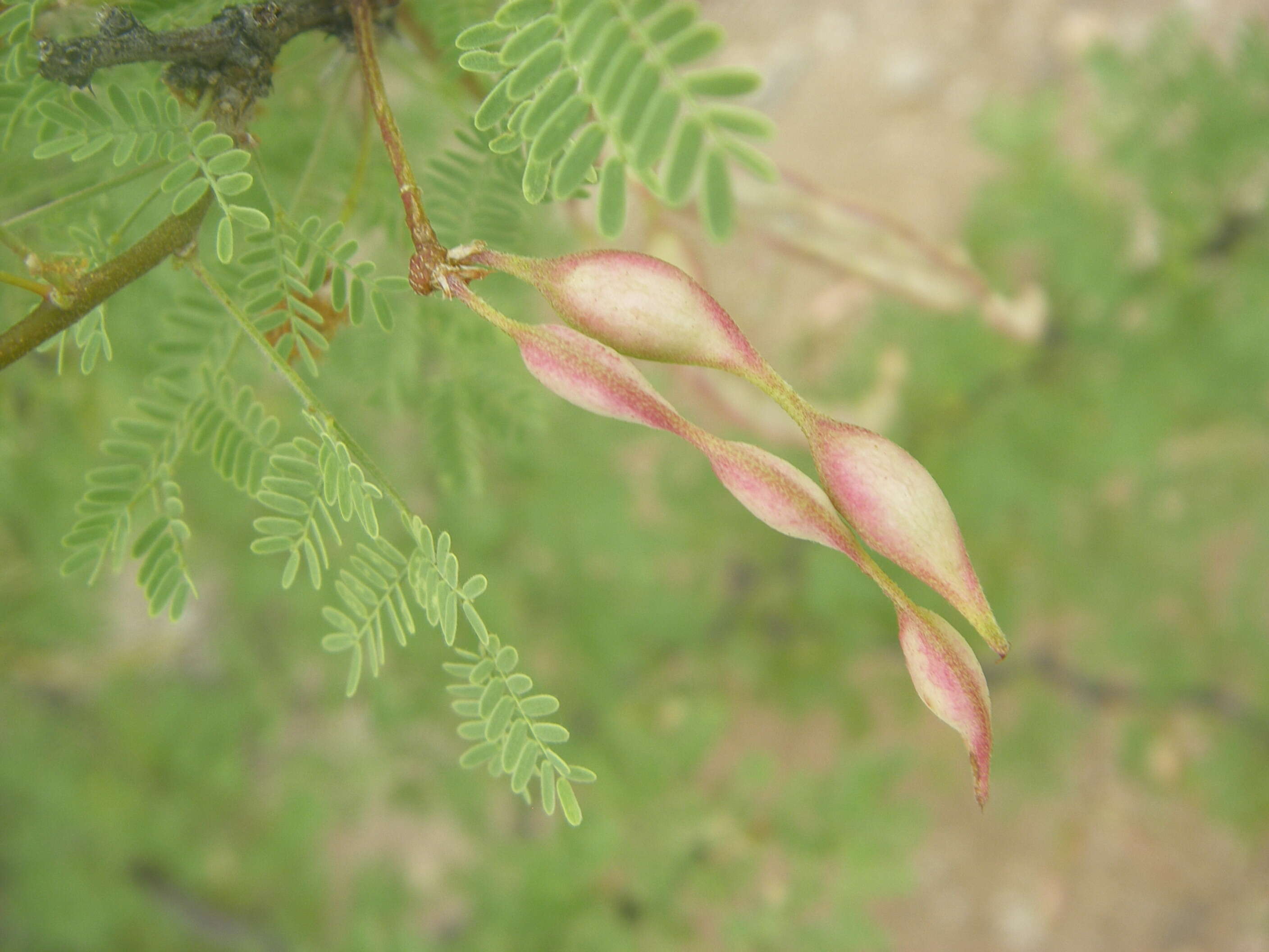 Image of whitethorn acacia