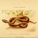 Sivun Bothrops lanceolatus (Bonnaterre 1790) kuva