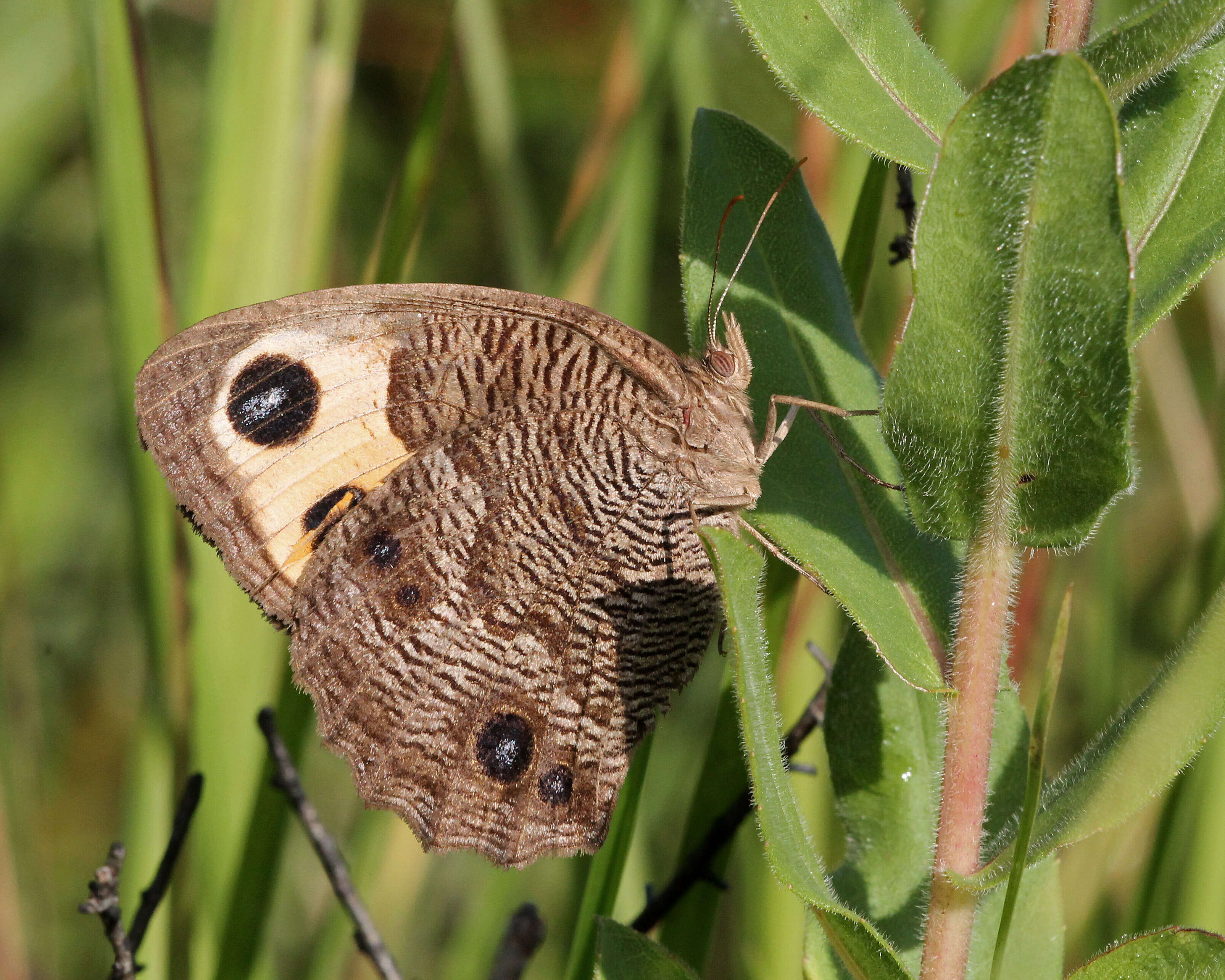 Image of Common Wood Nymph