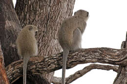 Image of Vervet Monkey