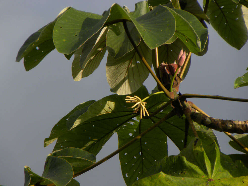 Image de Cecropia