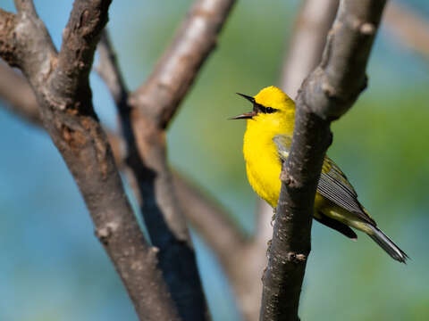 Image of Blue-winged Warbler