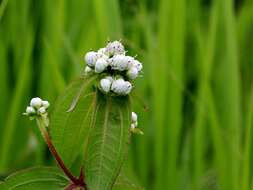 Imagem de Ichthyothere latifolia Baker