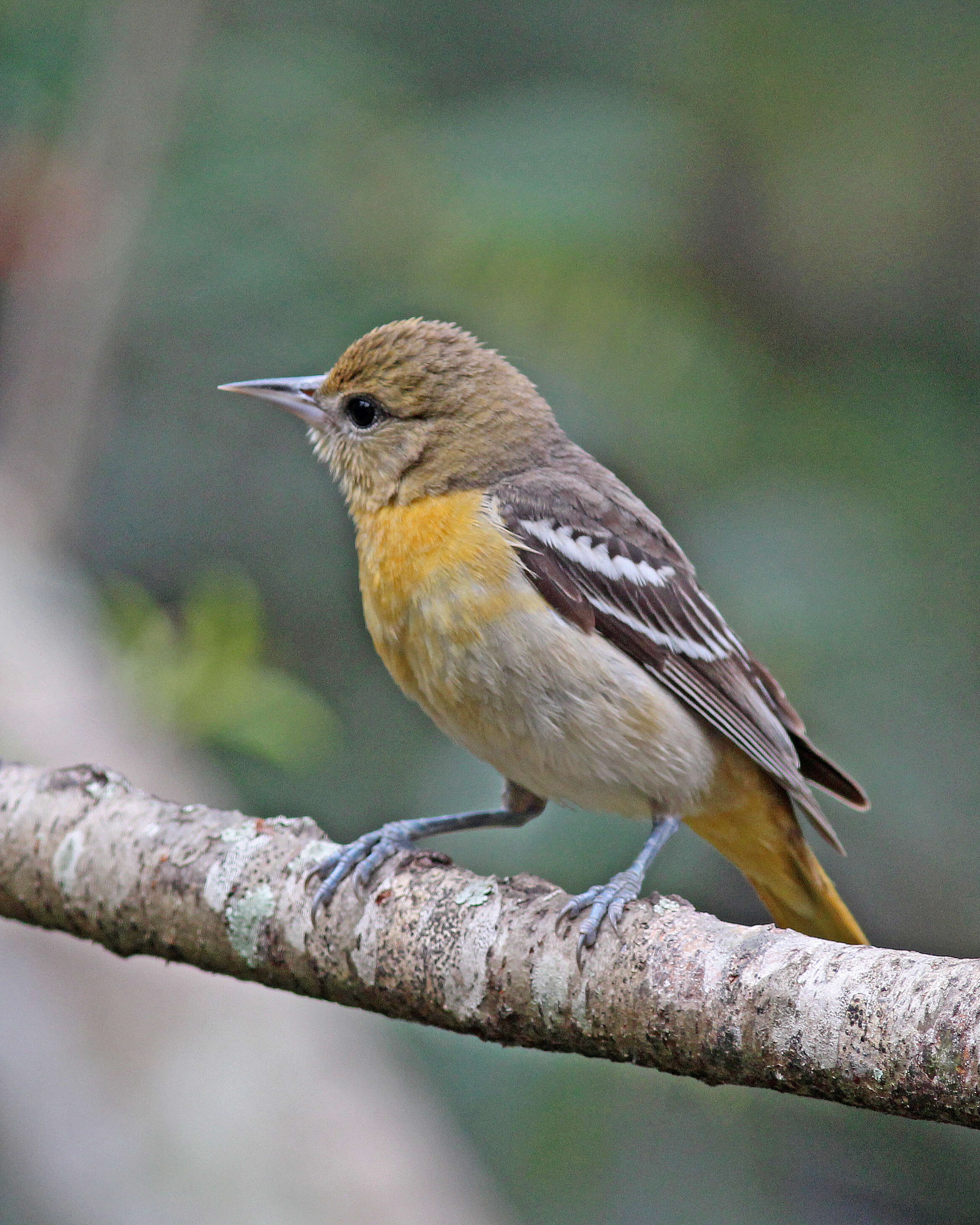 Image of New World orioles