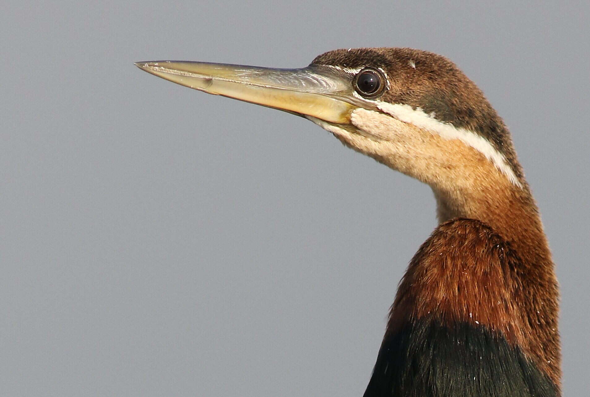 Image of anhingas and darters