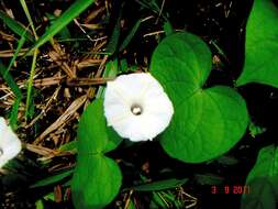 Image of Obscure Morning Glory