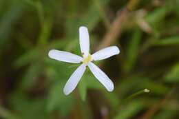 Image of lanceleaf rose gentian