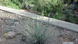 Image of rush milkweed