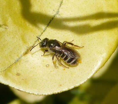 Image de Halictus Latreille 1804