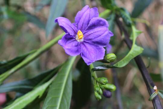 Image of Large Kangaroo Apple