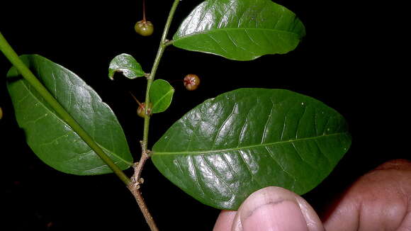 Image de Phyllanthus gradyi M. J. Silva & M. F. Sales