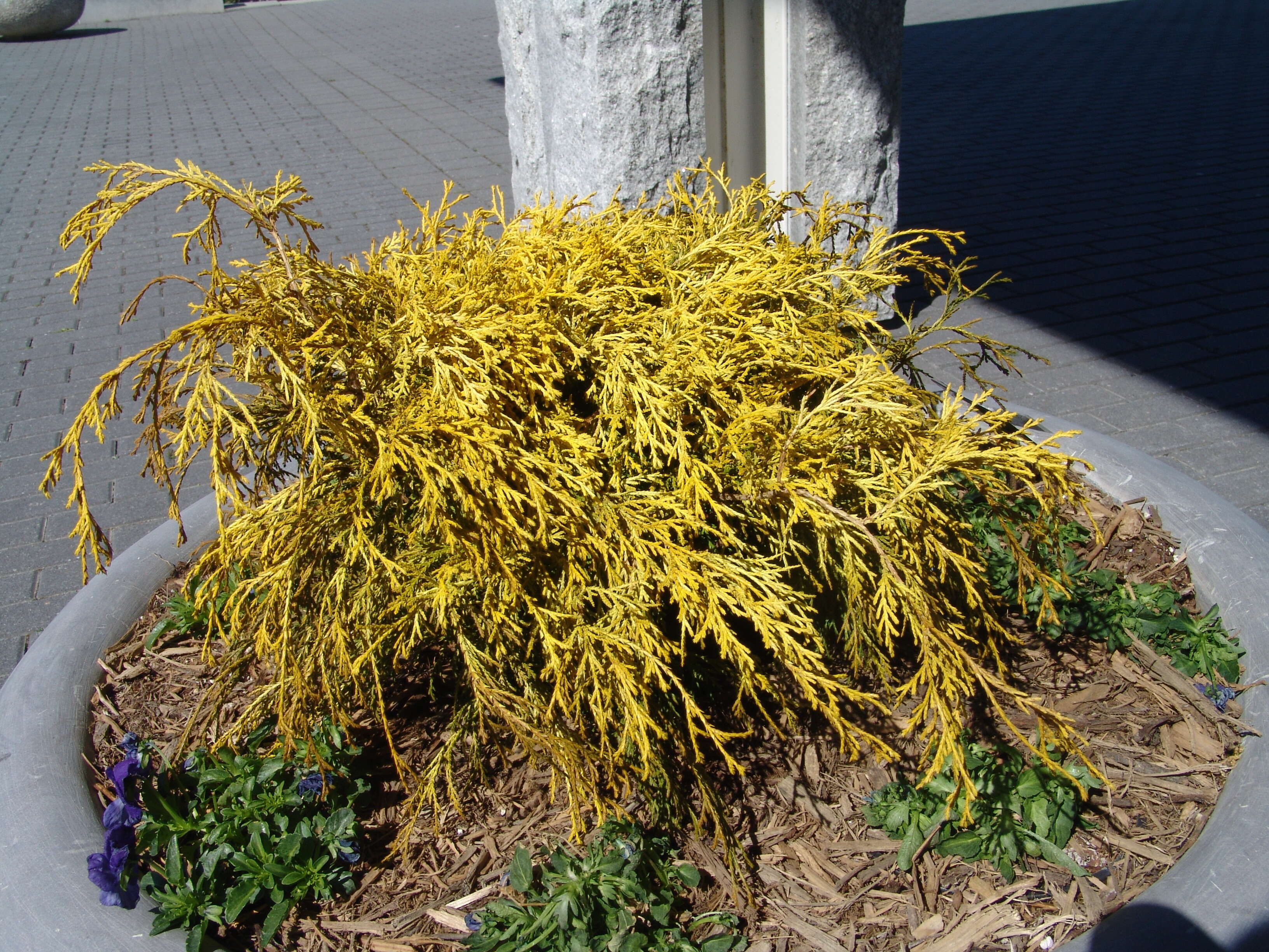 Image of Sawara Cypress