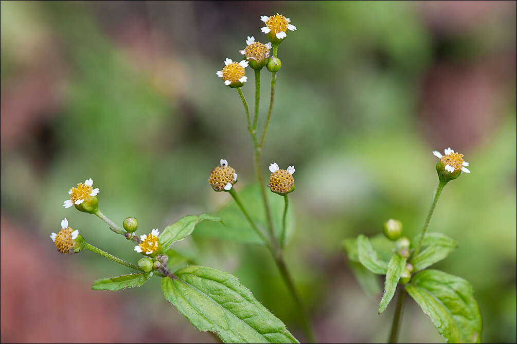 Image of Smooth peruvian daisy