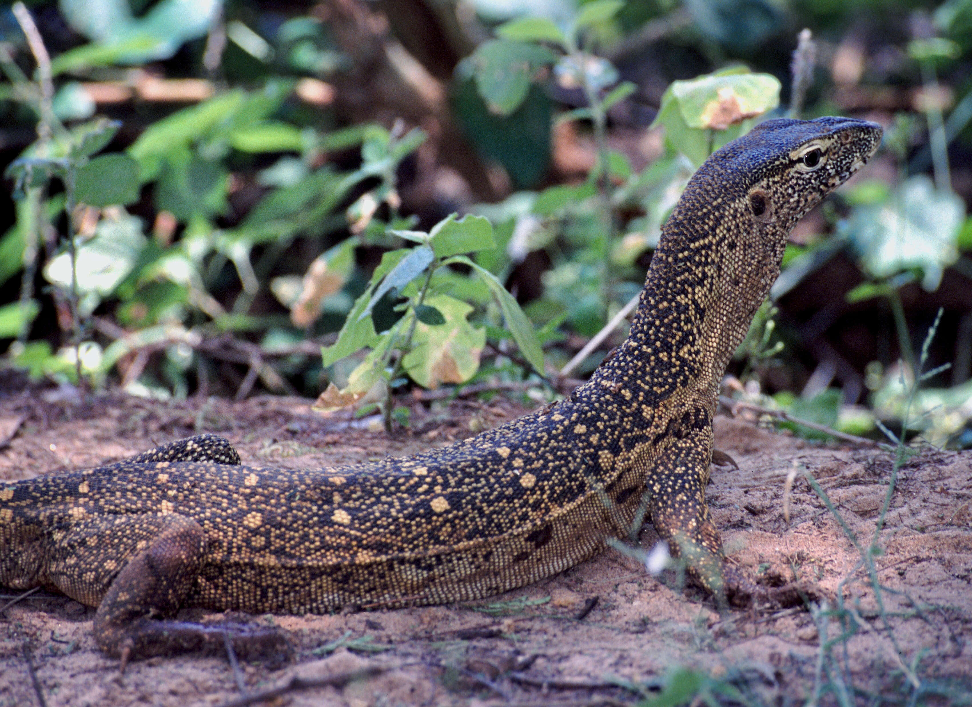 Image of monitor lizards