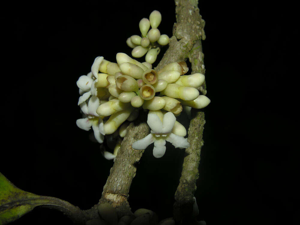 Image of Schlegelia parviflora (Oerst.) Monach.