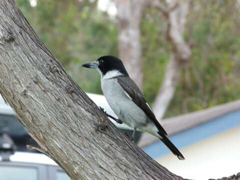 Image of Grey Butcherbird