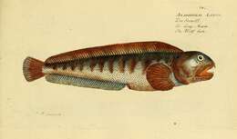 Image of wolffishes