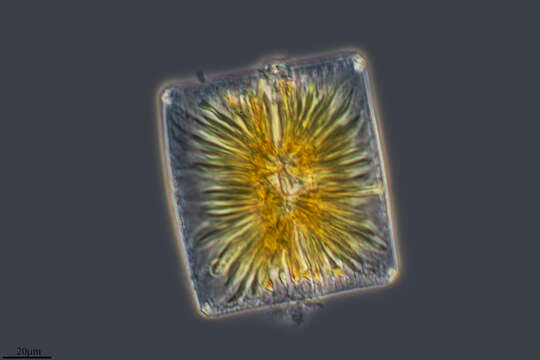 Image of Striatella unipunctata