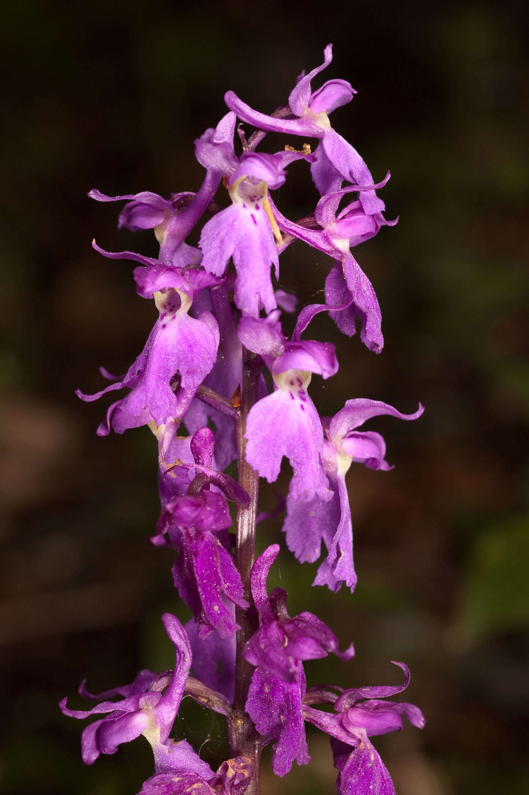 Image of Man Orchids