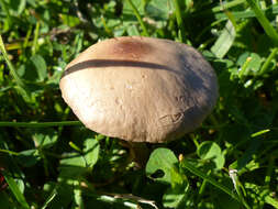 Image of unclassified Agaricales