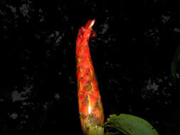 Image of spiral ginger