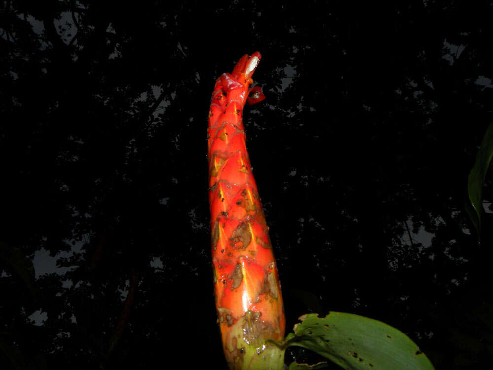 Image of spiral ginger