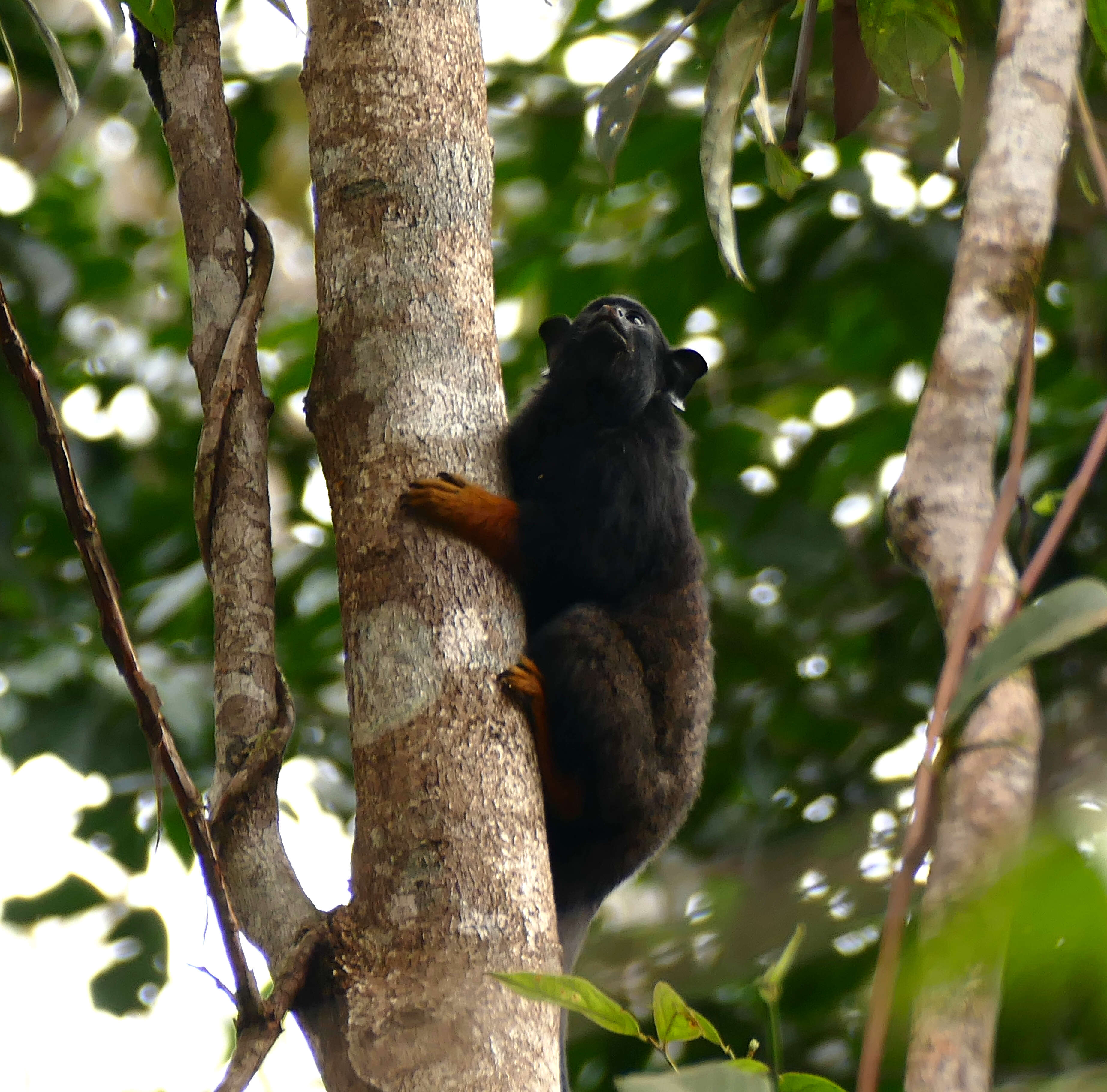 Image de Tamarin à mains rousses