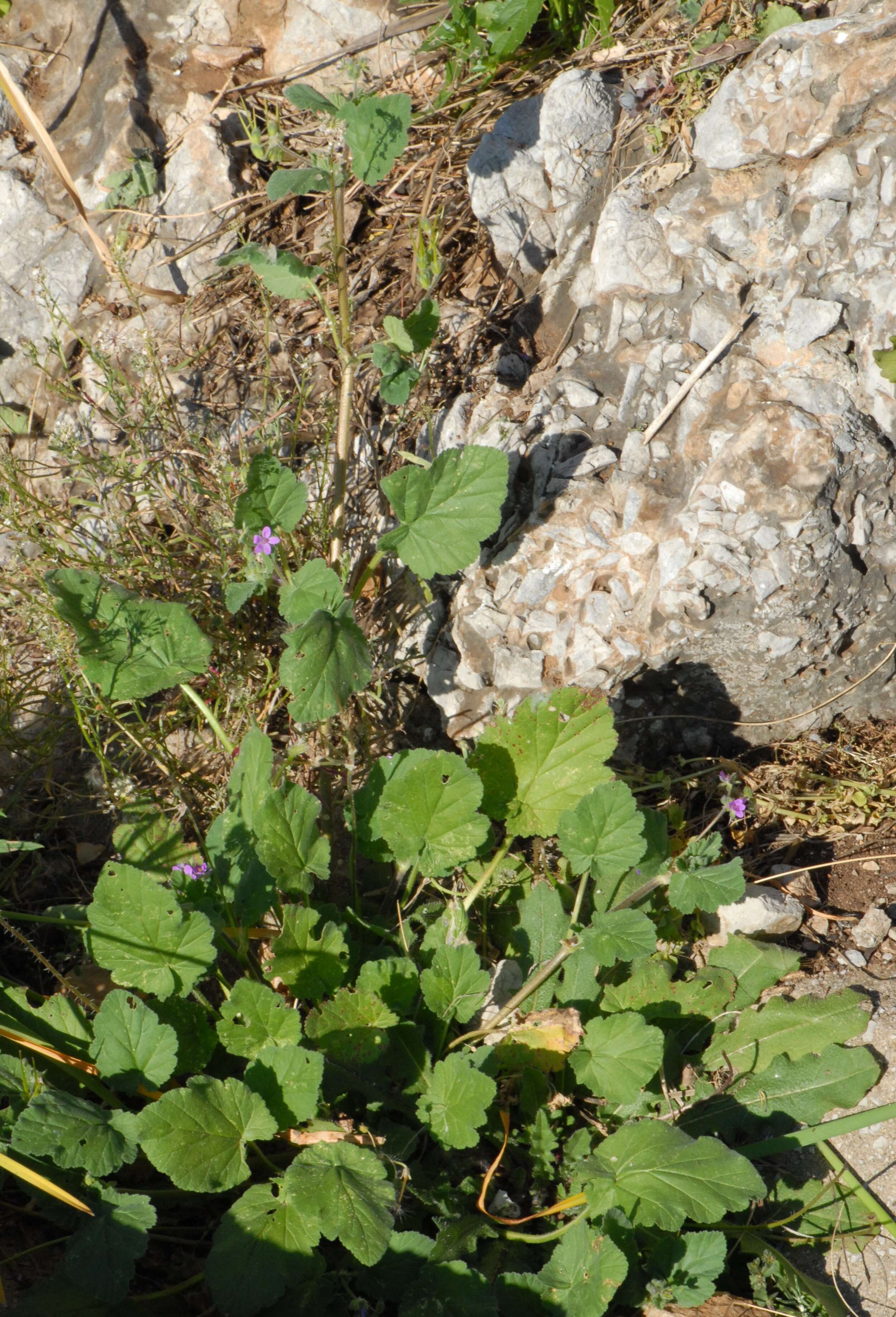 Image of Erodium chium (Burm. fil.) Willd.