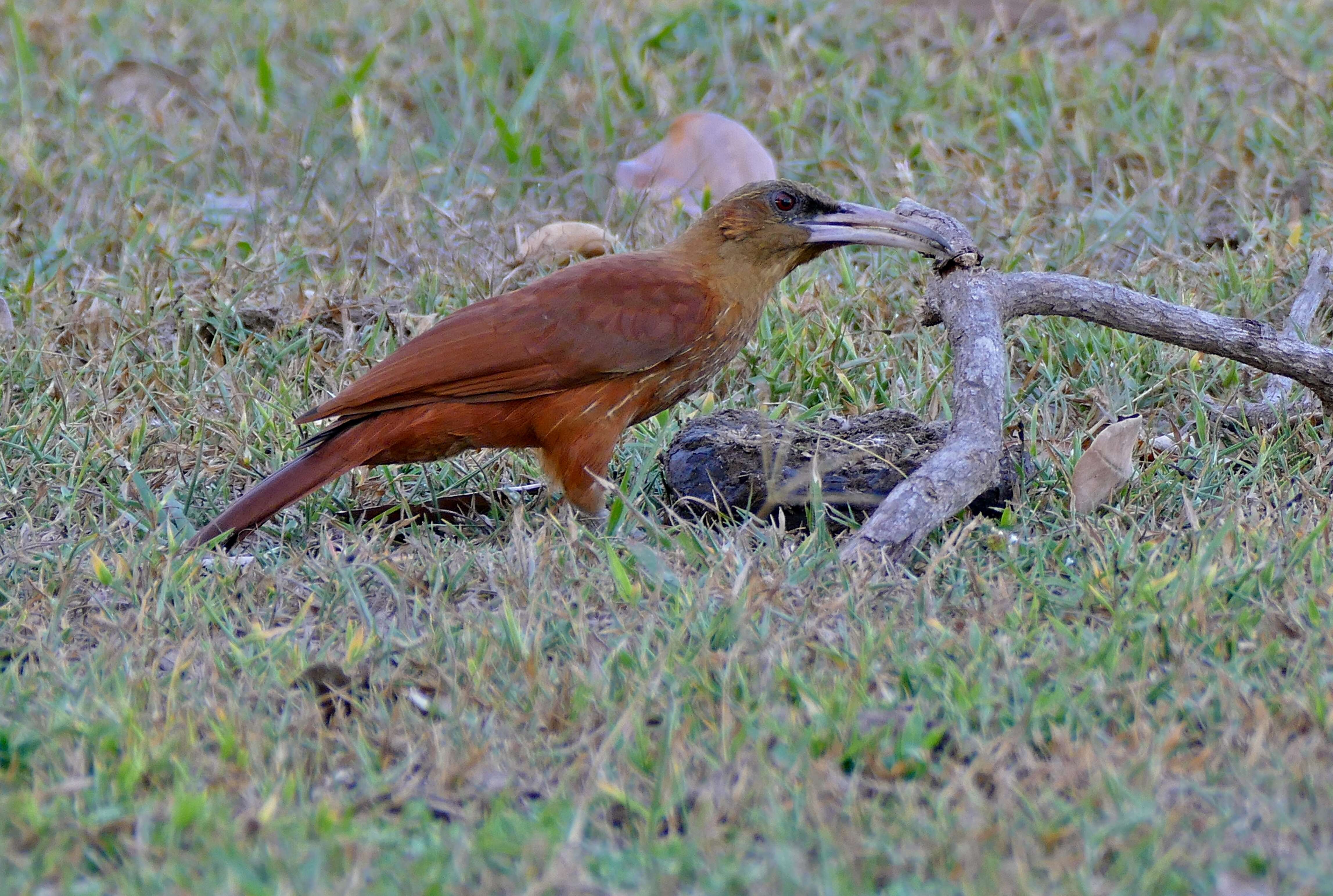 Image of Great Rufous Woodcreeper