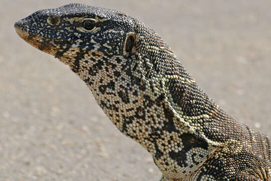 Image of Lace Monitor
