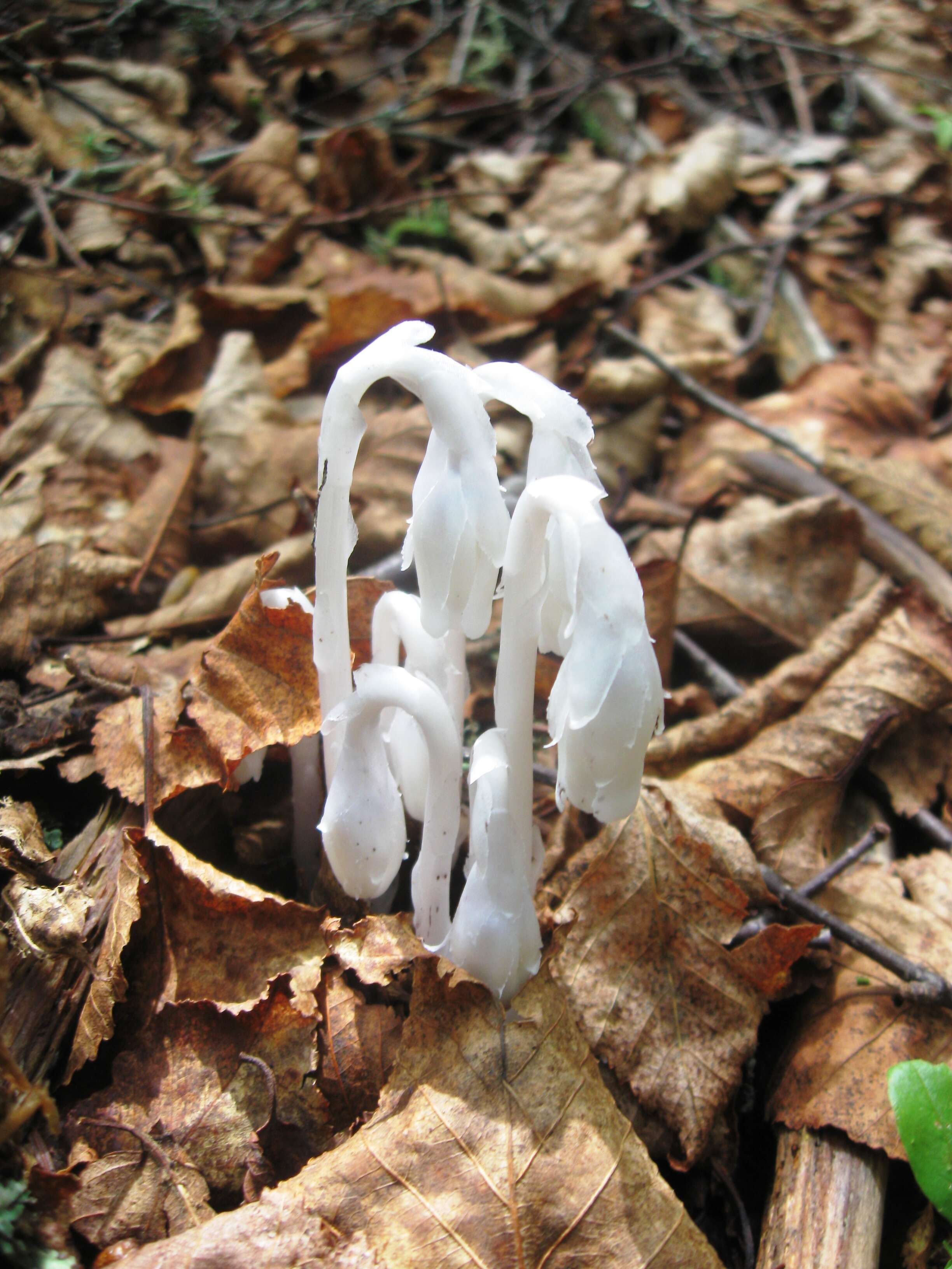 Image of Indianpipe